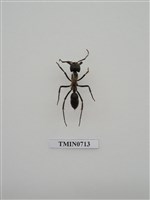 藏品(昆蟲綱簡介)的圖片